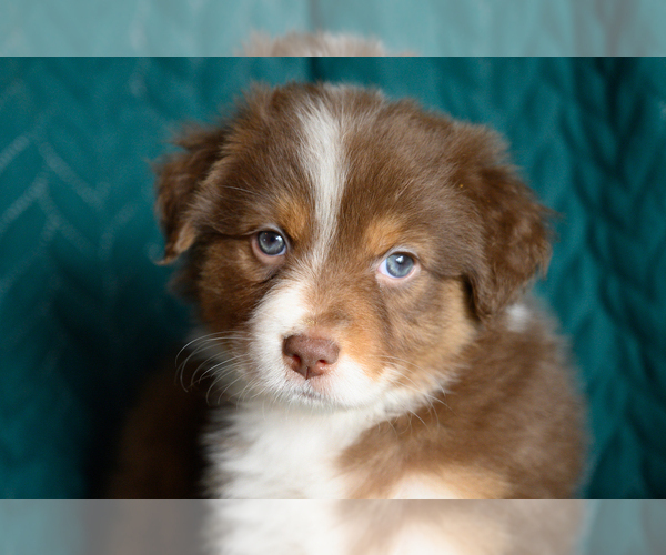 Medium Photo #2 Australian Shepherd Puppy For Sale in ROCKY MOUNT, VA, USA