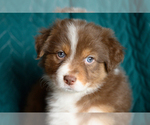 Small #1 Australian Shepherd