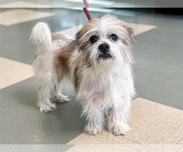 Medium Photo #3 Mutt Puppy For Sale in Martinez, CA, USA