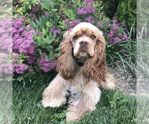 Mother of the Cockapoo puppies born on 01/21/2025