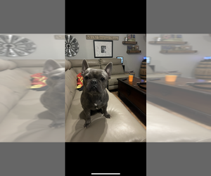 Father of the French Bulldog puppies born on 07/07/2025