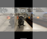 Small Photo #1 French Bulldog Puppy For Sale in IRON CITY, TN, USA