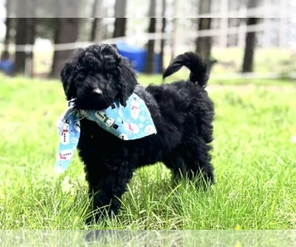 Medium Photo #7 Poodle (Standard) Puppy For Sale in WILSONVILLE, OR, USA