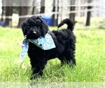 Small Photo #7 Poodle (Standard) Puppy For Sale in WILSONVILLE, OR, USA