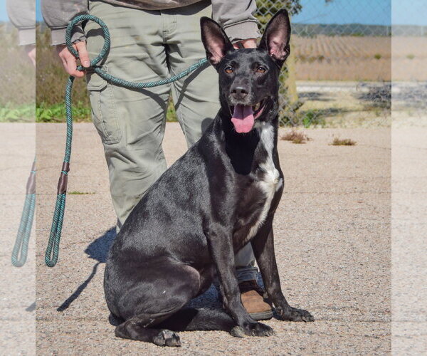 Medium Photo #3 German Shepherd Dog-Unknown Mix Puppy For Sale in Huntley, IL, USA