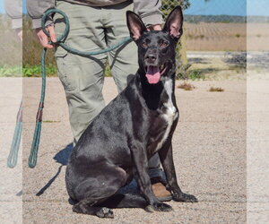 Lilah - Female German Shepherd Dog-Unknown Mix Dog for Adoption - Photo #3