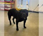 Small American Staffordshire Terrier