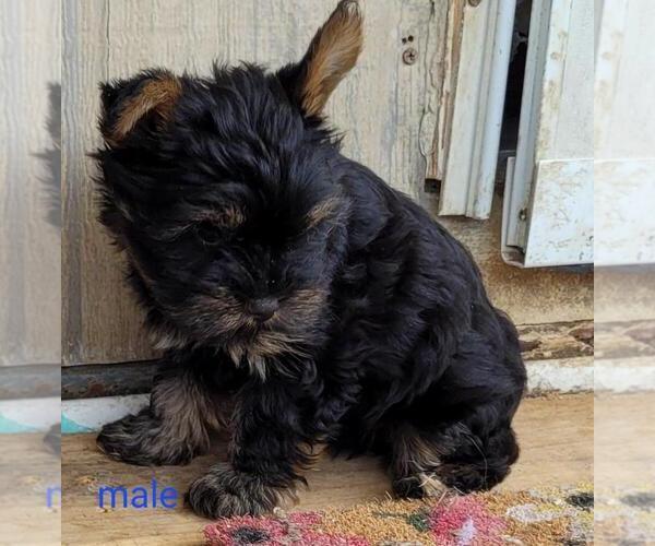 Medium Photo #3 Yorkshire Terrier Puppy For Sale in CONKLIN, NY, USA