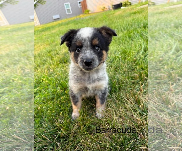 Medium Photo #1 Mutt Puppy For Sale in Duluth, MN, USA