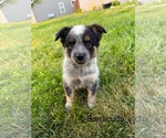 Small Mutt