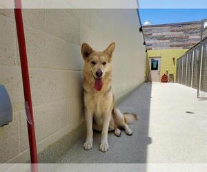 German Shepherd Dog-Siberian Husky Mix Dogs for adoption in Elk Grove, CA, USA