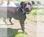 Small #20 American Pit Bull Terrier-Labrador Retriever Mix