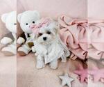 Small #10 Maltese