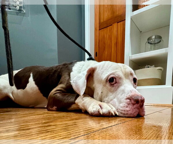 Medium Photo #2 Basset Hound-Unknown Mix Puppy For Sale in Germantown, OH, USA