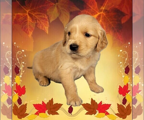 Medium Photo #59 Golden Retriever Puppy For Sale in BLACK FOREST, CO, USA