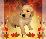 Small #9 Golden Retriever
