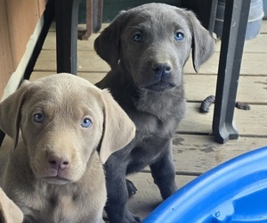 Doberman Pinscher-Labrador Retriever Mix Puppy for sale in ELK, WA, USA
