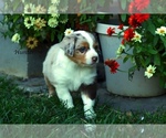 Small Photo #4 Australian Shepherd Puppy For Sale in SUISUN CITY, CA, USA
