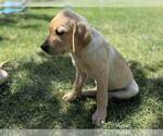 Small #5 Labrador Retriever