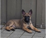 Small #3 German Malinois