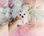 Small #2 Maltese