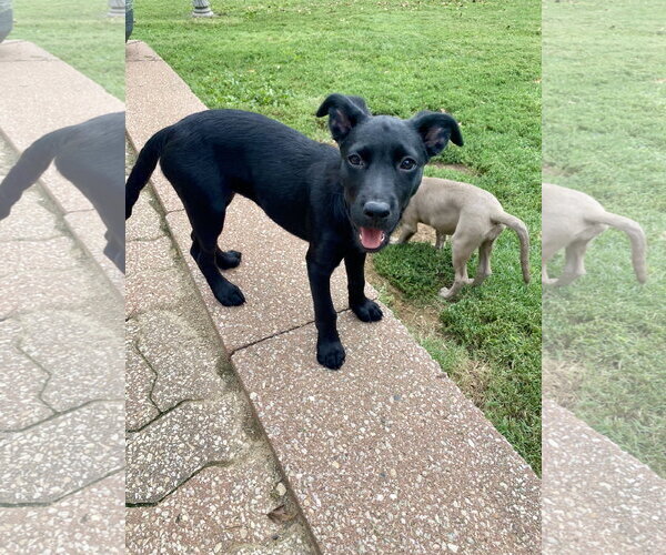 Medium Photo #7 Labrador Retriever-Unknown Mix Puppy For Sale in Hillsboro, MO, USA