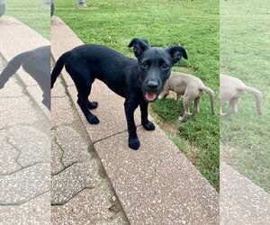 Cami - Female Labrador Retriever-Unknown Mix Dog for Adoption - Photo #7