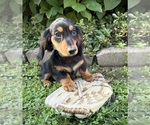 Image preview for Ad Listing. Nickname: Remington