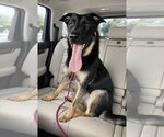 Small #8 German Shepherd Dog Mix