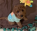 Small Photo #7 Cavapoo Puppy For Sale in GOSHEN, IN, USA