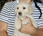 Puppy Harvard Red Golden Retriever