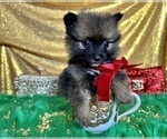 Small #44 Pomeranian