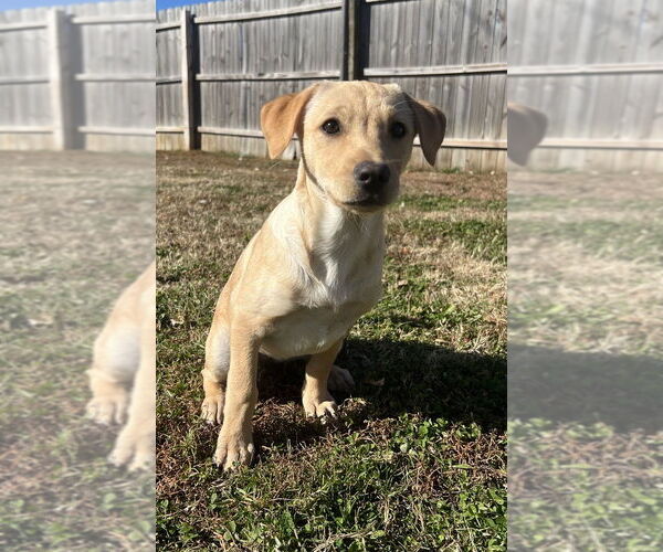 Medium Photo #1 Labrador Retriever-Saint Bernard Mix Puppy For Sale in Aurora, IN, USA