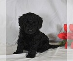 Small Photo #1 Poodle (Miniature) Puppy For Sale in NARVON, PA, USA