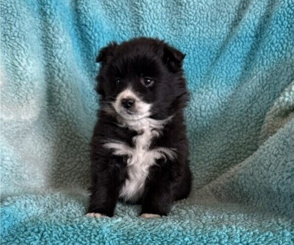 Medium Photo #3 Pomeranian Puppy For Sale in CURTISS, WI, USA
