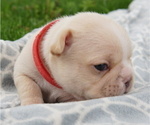 Small Photo #5 French Bulldog Puppy For Sale in HOBART, IN, USA
