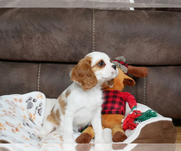 Medium Photo #7 Cavalier King Charles Spaniel Puppy For Sale in MARCELLUS, MI, USA