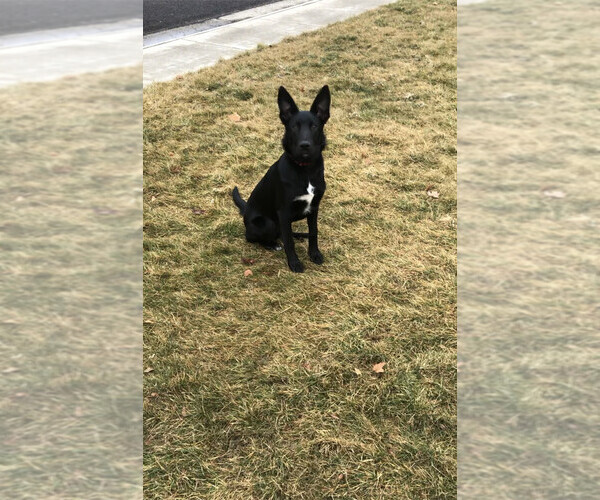 Medium Photo #2 Belgian Malinois-Border Collie Mix Puppy For Sale in MERIDIAN, ID, USA