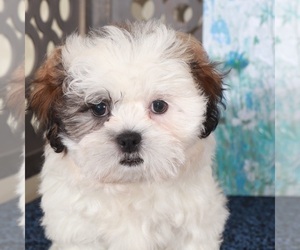 Zuchon Puppy for sale in MOUNT VERNON, OH, USA