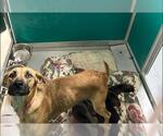 Small Black Mouth Cur Mix