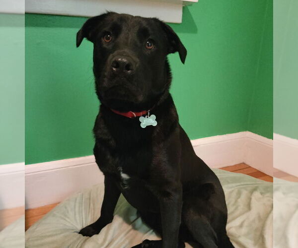 Medium Photo #8 Labrador Retriever-Unknown Mix Puppy For Sale in Boston, MA, USA