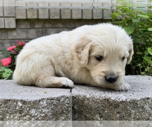 Golden Retriever Puppy for sale in FORDLAND, MO, USA
