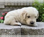 Image preview for Ad Listing. Nickname: Cody