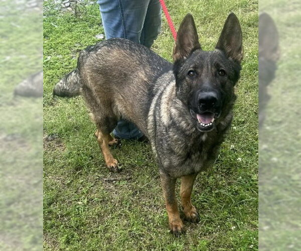 Medium Photo #1 German Shepherd Dog-Unknown Mix Puppy For Sale in Wetumpka, AL, USA