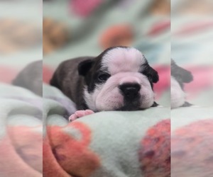 Boston Terrier Puppy for sale in ELK, WA, USA