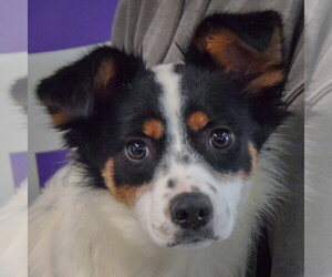 Dachshund-Unknown Mix Dogs for adoption in Huntley, IL, USA