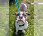 Small American Staffordshire Terrier Mix