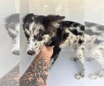 Small Australian Shepherd
