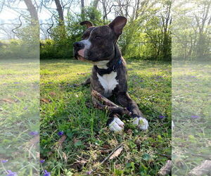 Alvin - Male Mutt Dog for Adoption - Photo #14