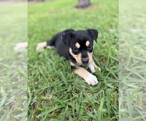Labrador Retriever-Unknown Mix Dogs for adoption in The Woodlands, TX, USA